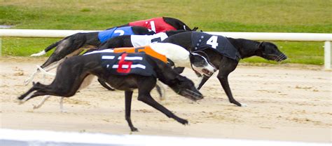 Shelbourne Park Greyhound Results .